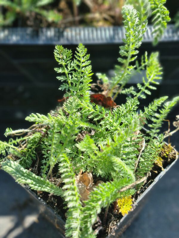 Achillea millefolium 'White Queen' – Duizendblad