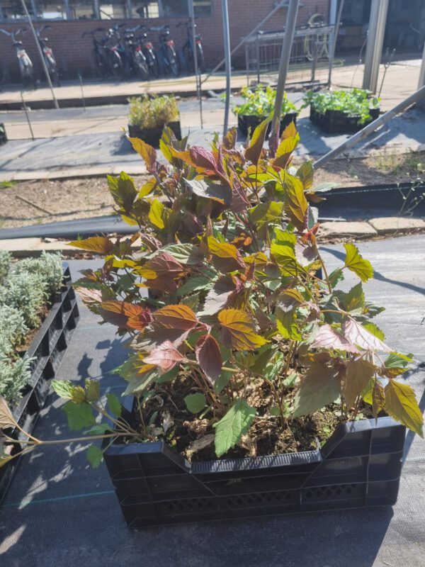 Eupatorium rugosum 'Chocolate' – Koninginnekruid - Afbeelding 2