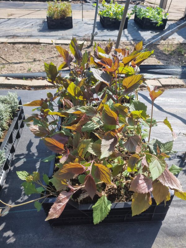 Eupatorium rugosum 'Chocolate' – Koninginnekruid - Afbeelding 3