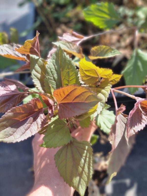 Eupatorium rugosum 'Chocolate' – Koninginnekruid - Afbeelding 4