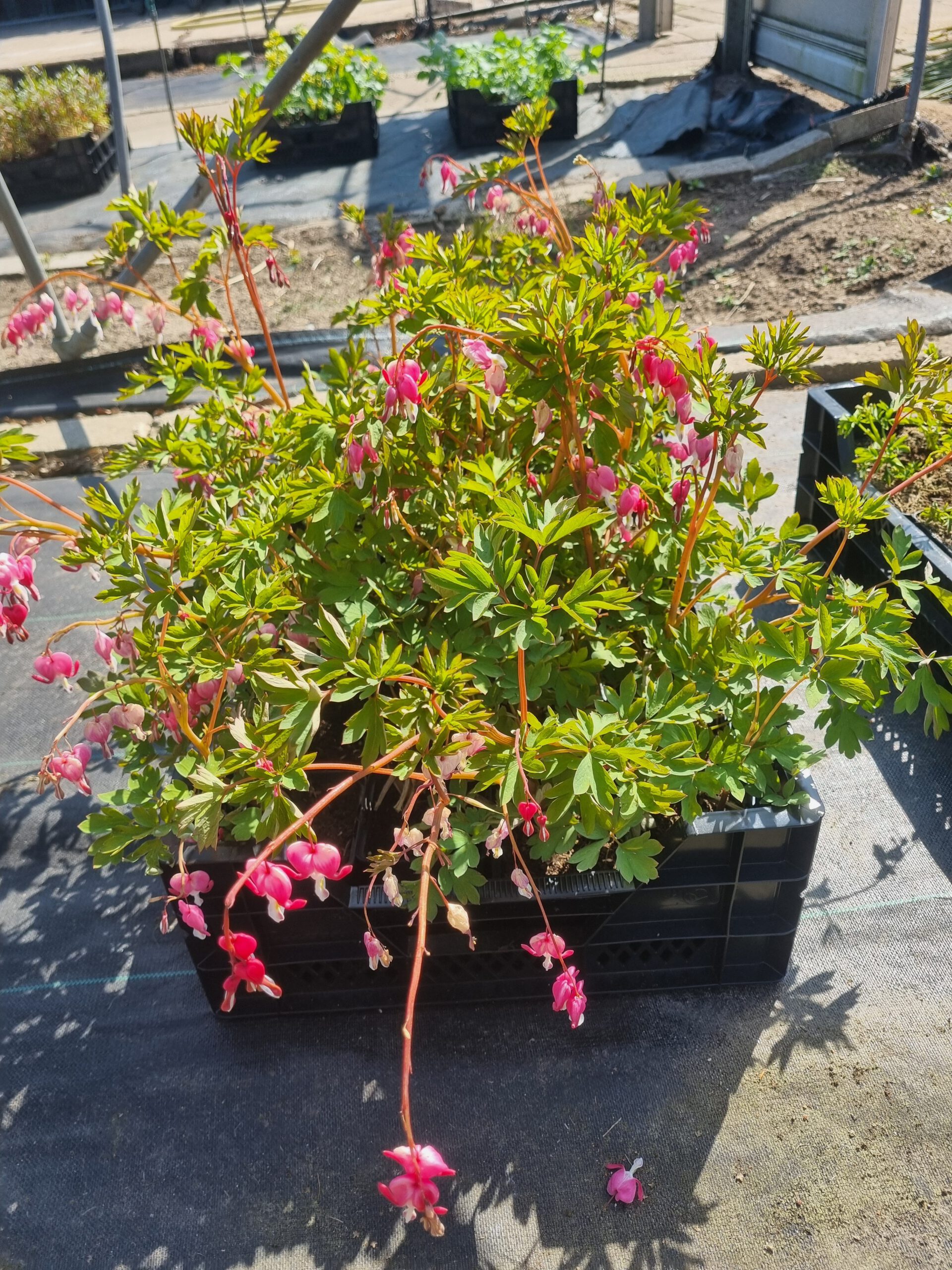 Dicentra spectabilis – Gebroken hartje - Afbeelding 3