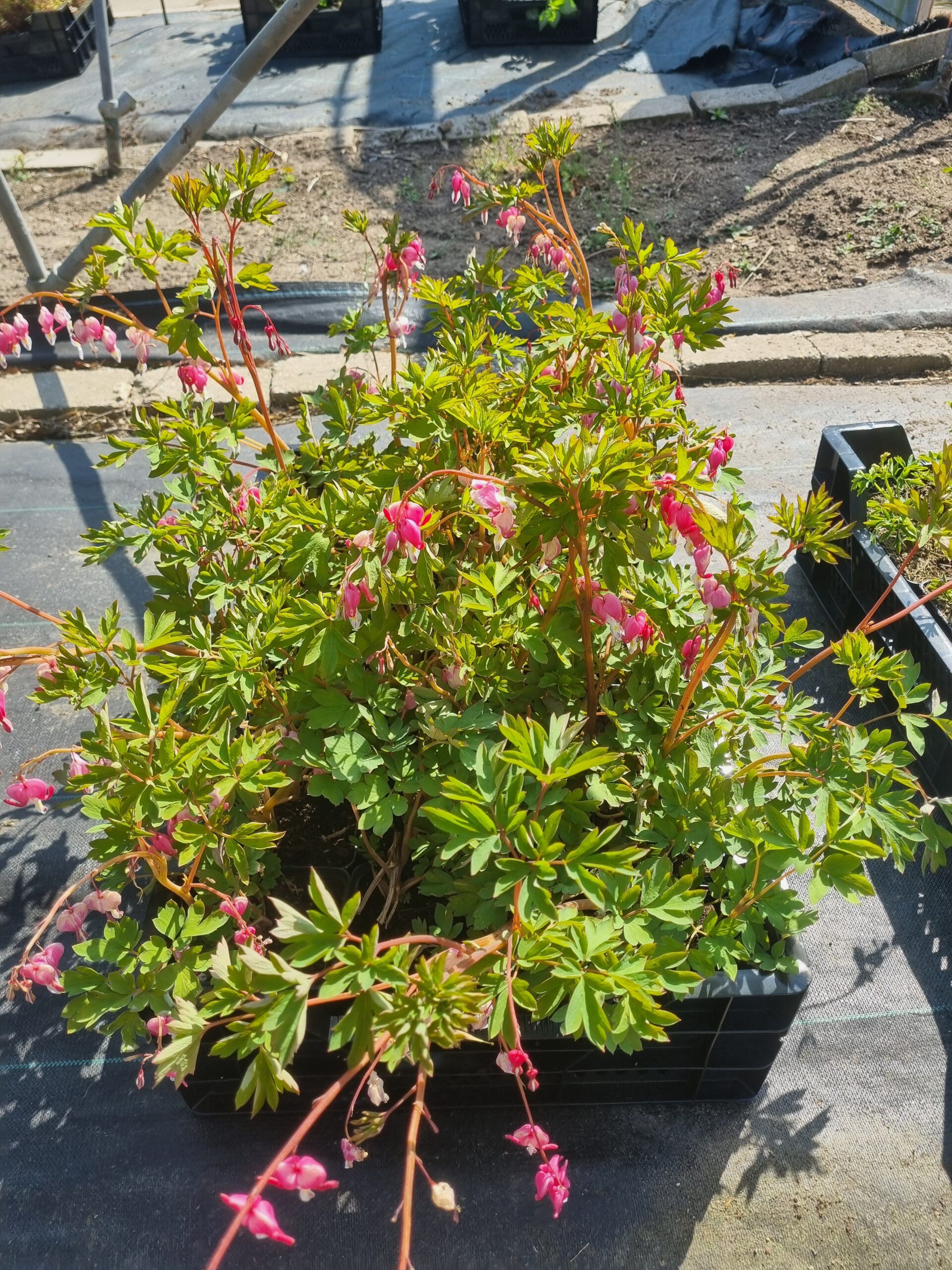 Dicentra spectabilis – Gebroken hartje - Afbeelding 4
