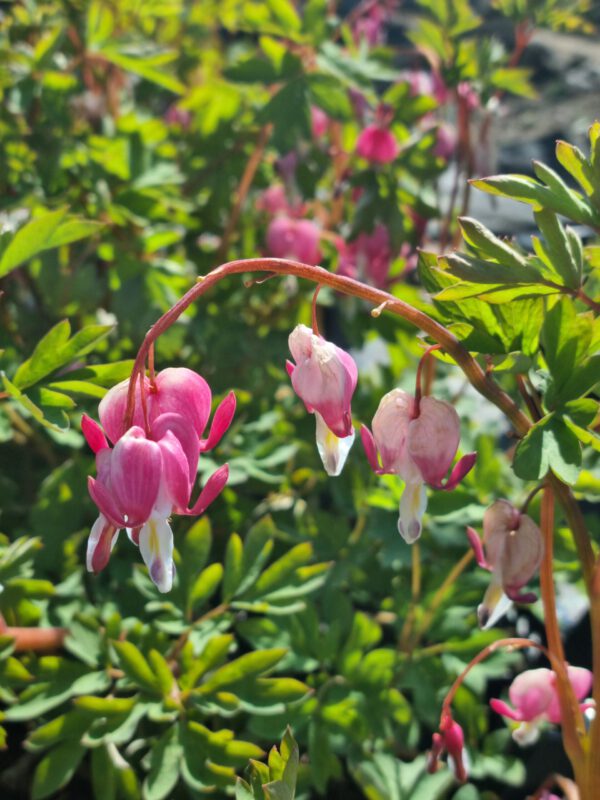 Dicentra spectabilis – Gebroken hartje - Afbeelding 2