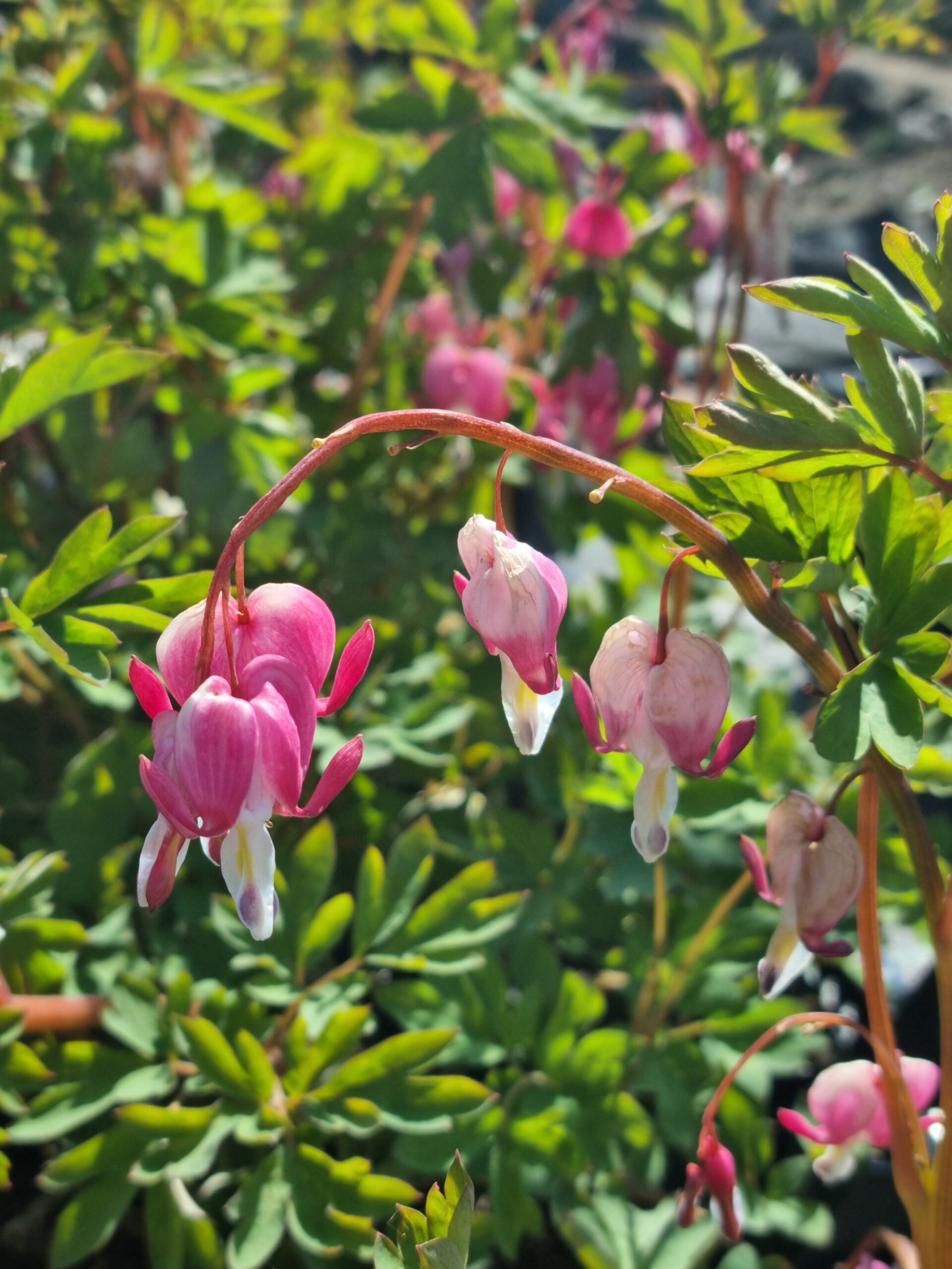 Dicentra spectabilis – Gebroken hartje - Afbeelding 2
