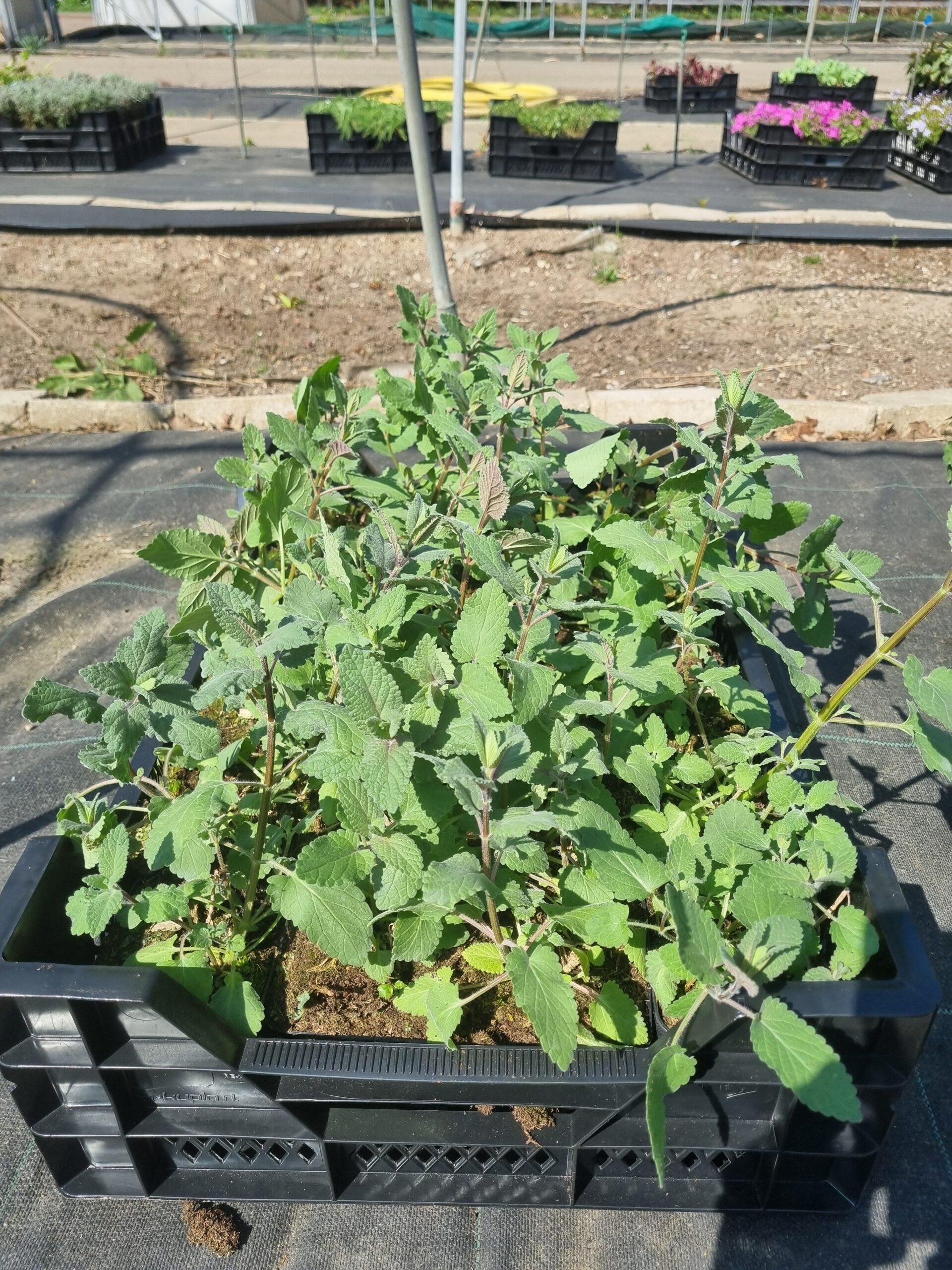 Nepeta ‘Wild Cat’ – Kattenkruid - Afbeelding 6