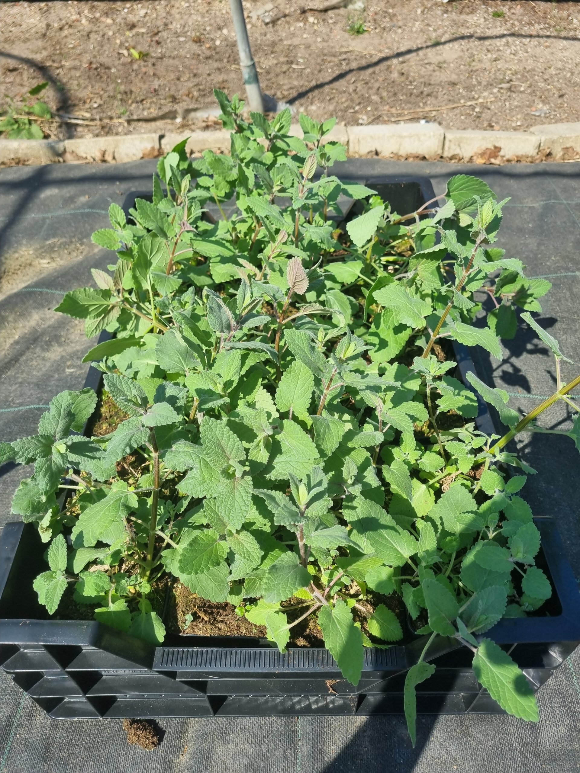 Nepeta ‘Wild Cat’ – Kattenkruid - Afbeelding 5