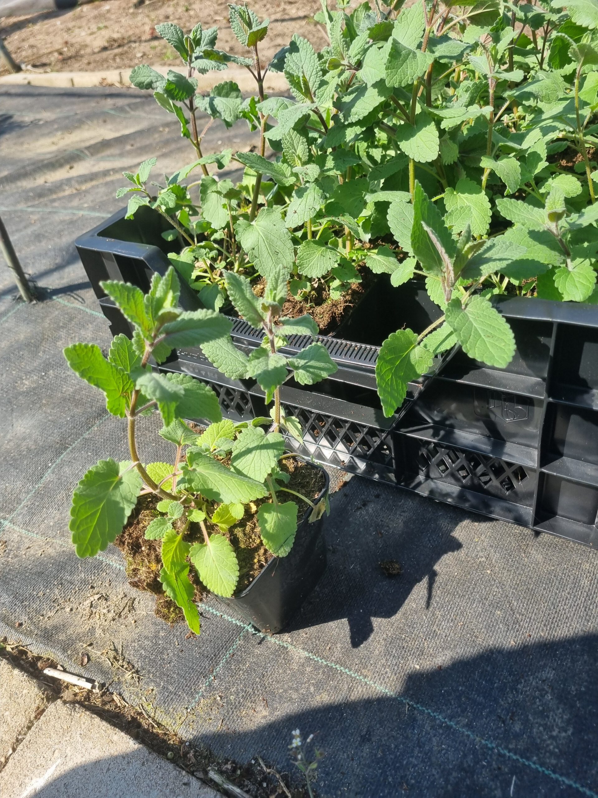 Nepeta ‘Wild Cat’ – Kattenkruid - Afbeelding 4