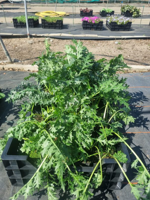 Acanthus spinosus - Afbeelding 2