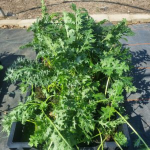 Acanthus spinosus