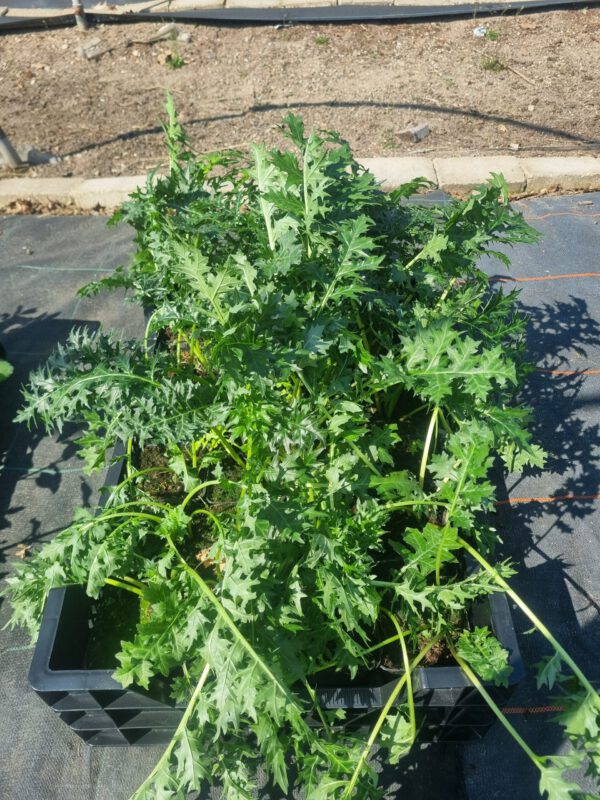 Acanthus spinosus