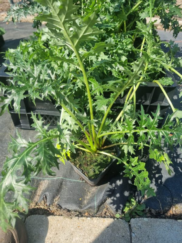 Acanthus spinosus - Afbeelding 3