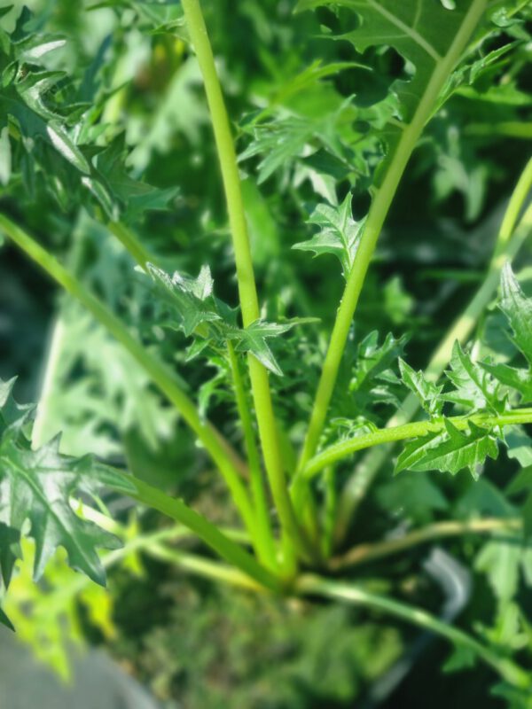 Acanthus spinosus - Afbeelding 4
