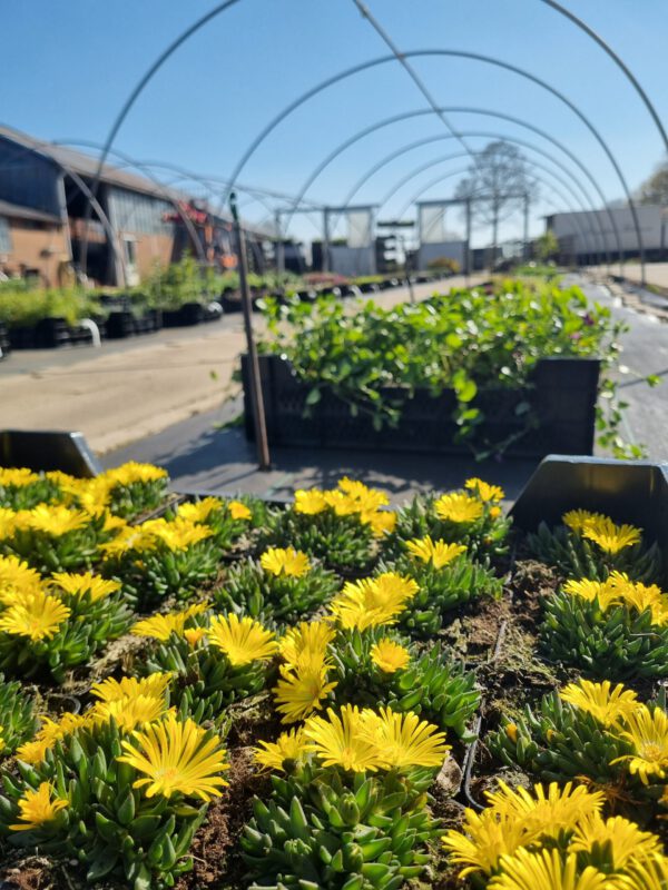 Delosperma congestum 'Yellow' - Ijsbloem - Afbeelding 3