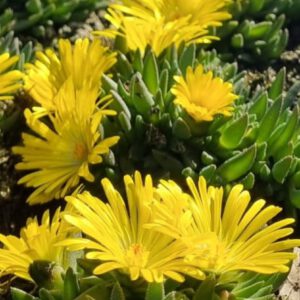 Delosperma congestum 'Yellow' - Ijsbloem