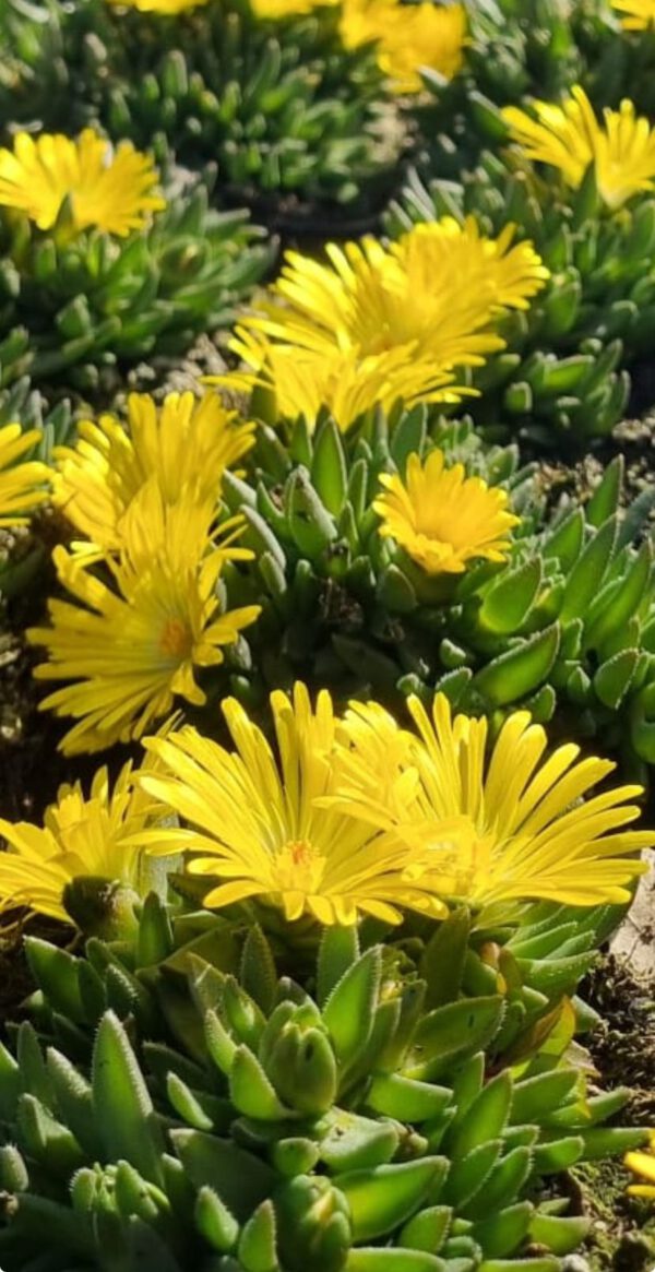 Delosperma congestum 'Yellow' - Ijsbloem