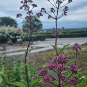 Eupatorium maculatum 'Red Dwarf' – Koninginnekruid