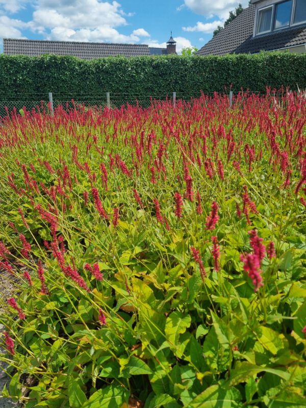 Persicaria amplexicaulis – Duizendknoop - Afbeelding 5