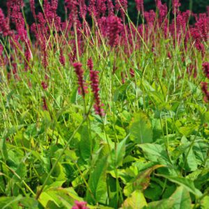 Persicaria amplexicaulis – Duizendknoop