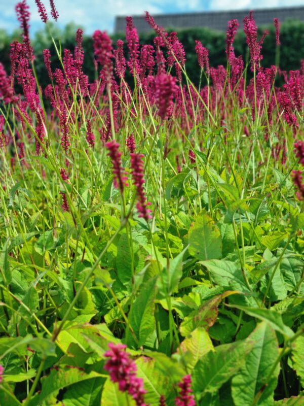 Persicaria amplexicaulis – Duizendknoop