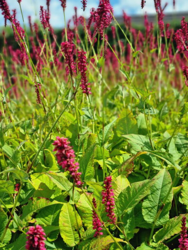 Persicaria amplexicaulis – Duizendknoop - Afbeelding 4