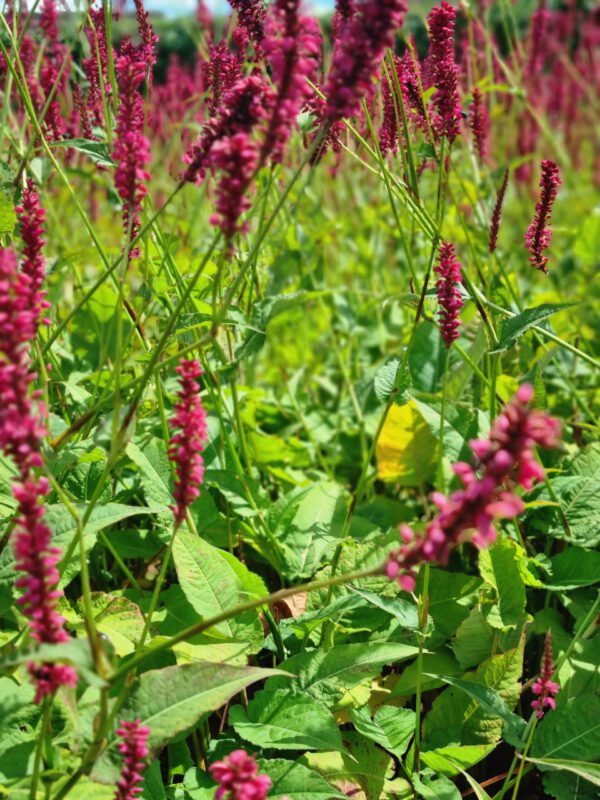 Persicaria amplexicaulis – Duizendknoop - Afbeelding 3