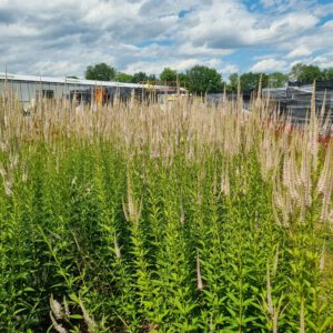 Veronicastrum virginicum 'Roseum' – Ereprijs