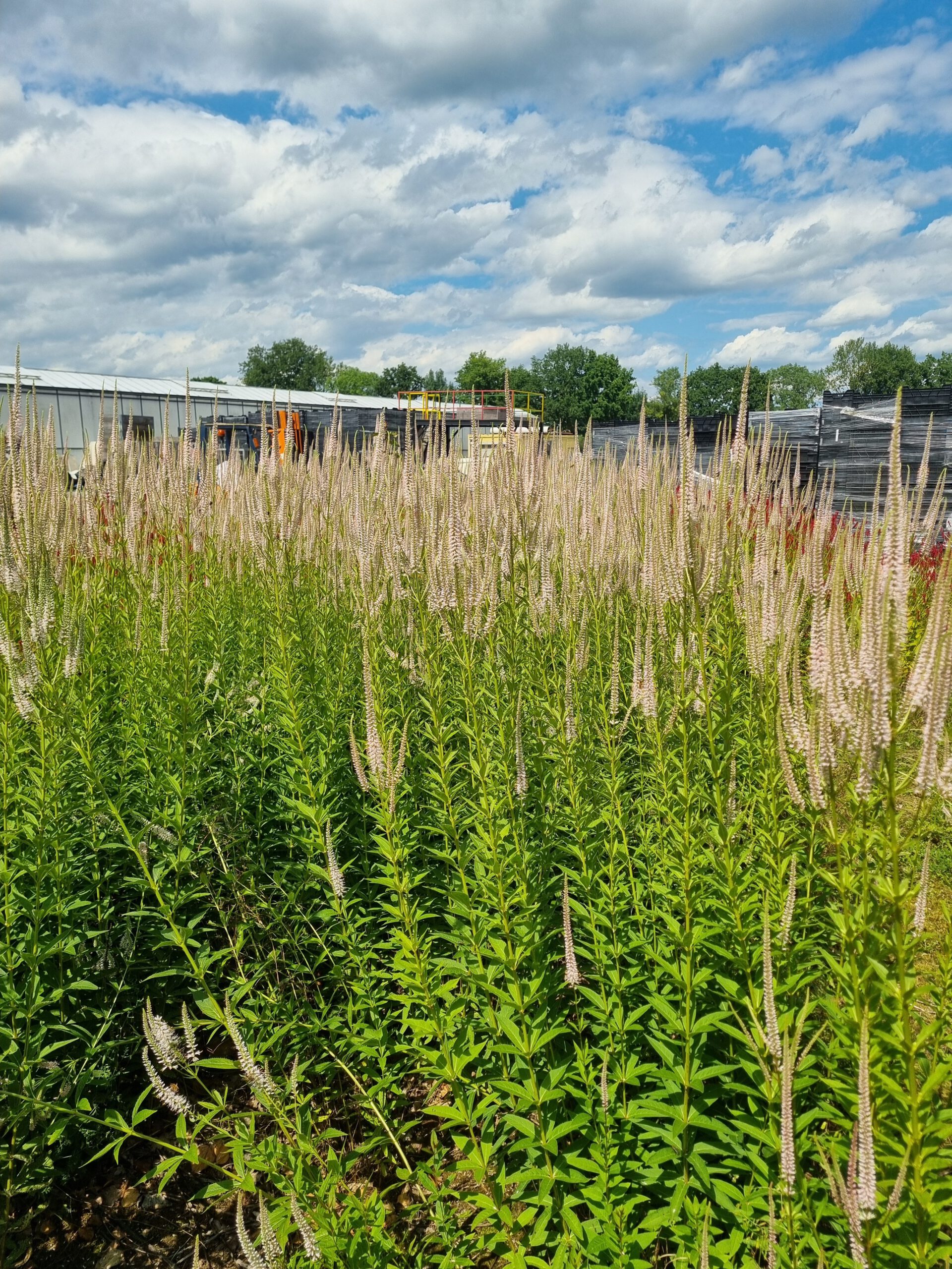Veronicastrum virginicum 'Roseum' – Ereprijs