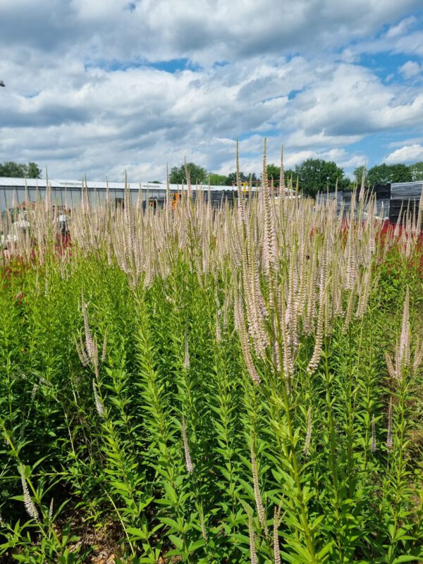 Veronicastrum virginicum 'Roseum' – Ereprijs - Afbeelding 4