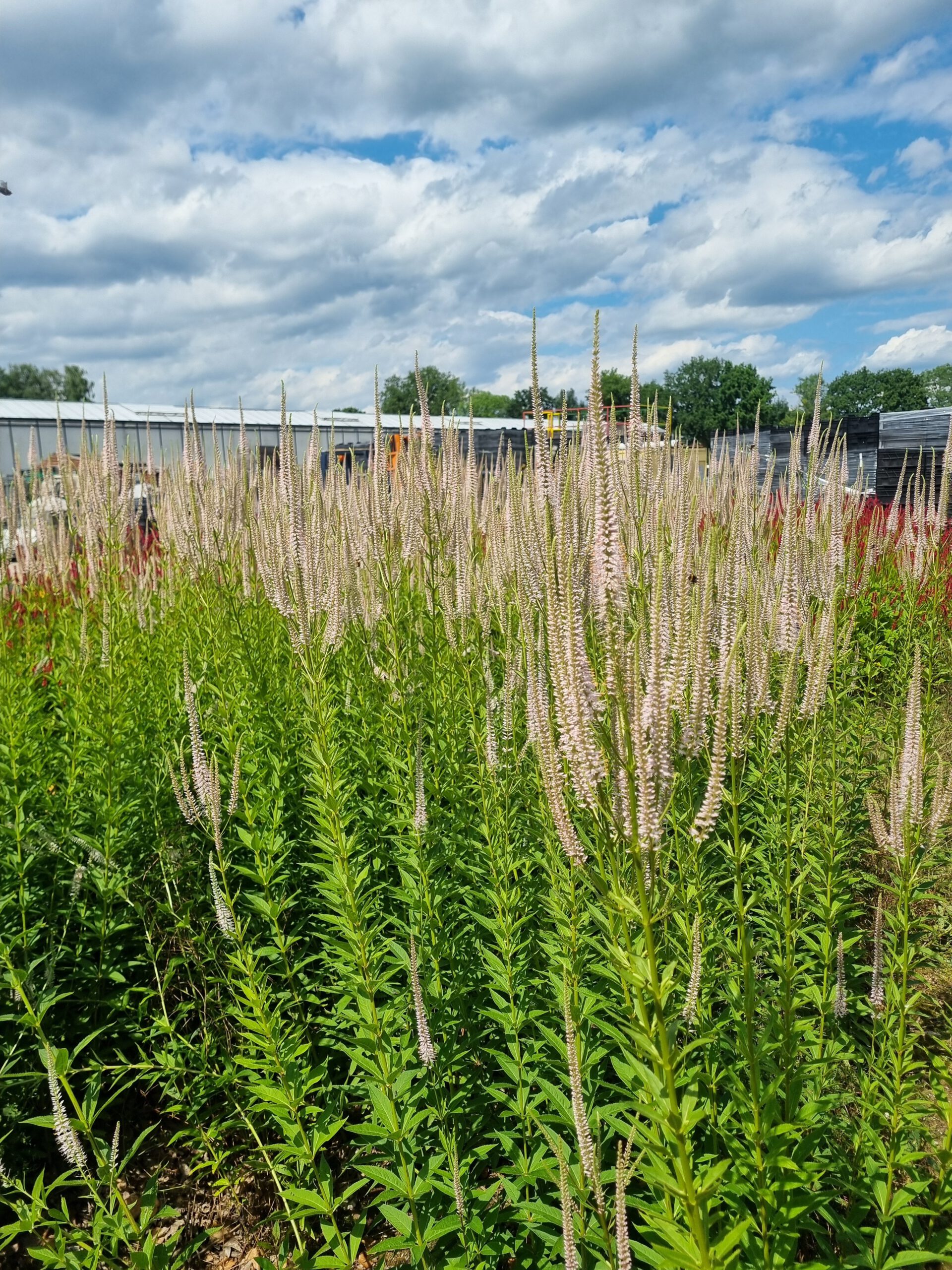 Veronicastrum virginicum 'Roseum' – Ereprijs - Afbeelding 4