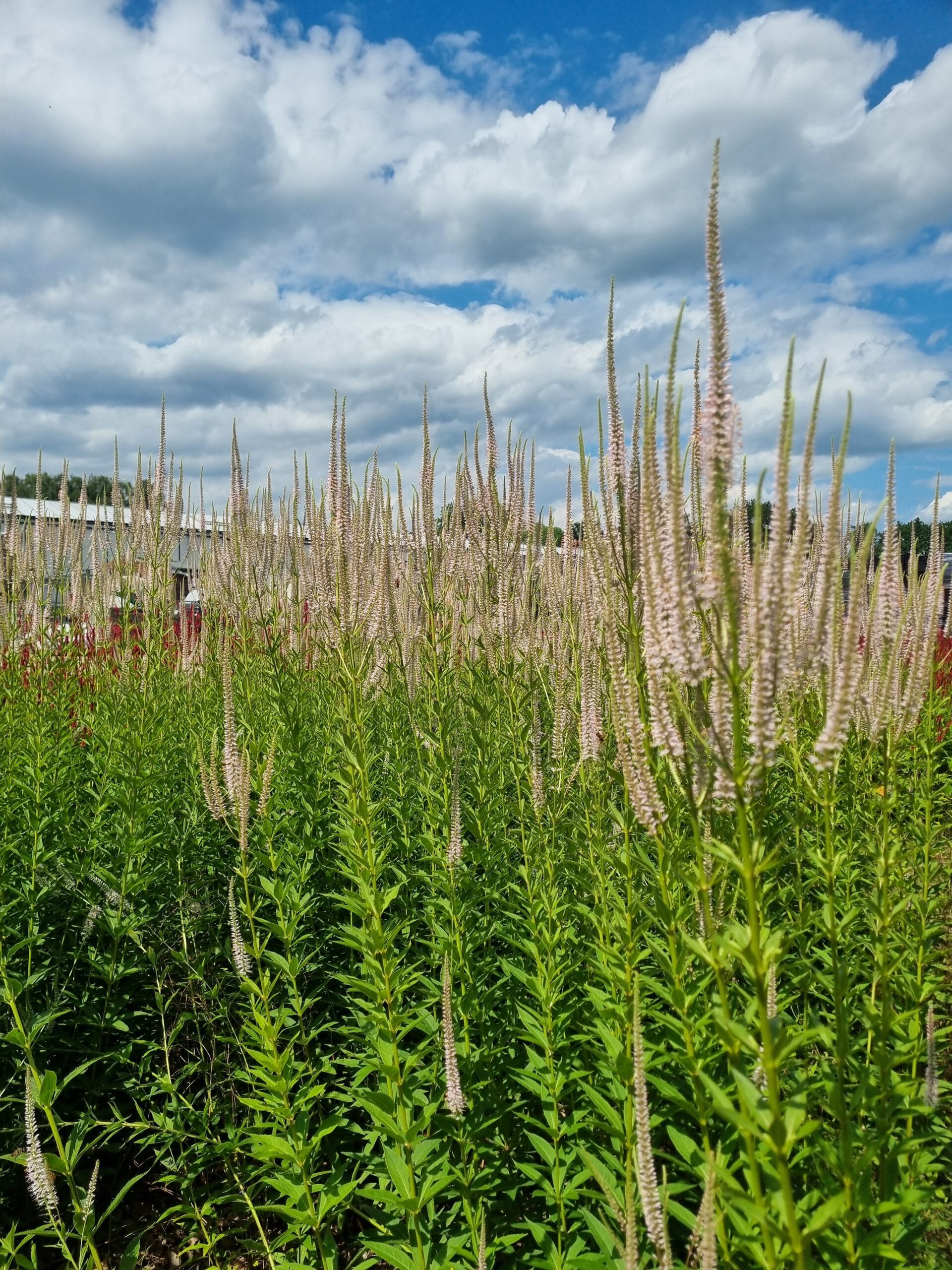 Veronicastrum virginicum 'Roseum' – Ereprijs - Afbeelding 2