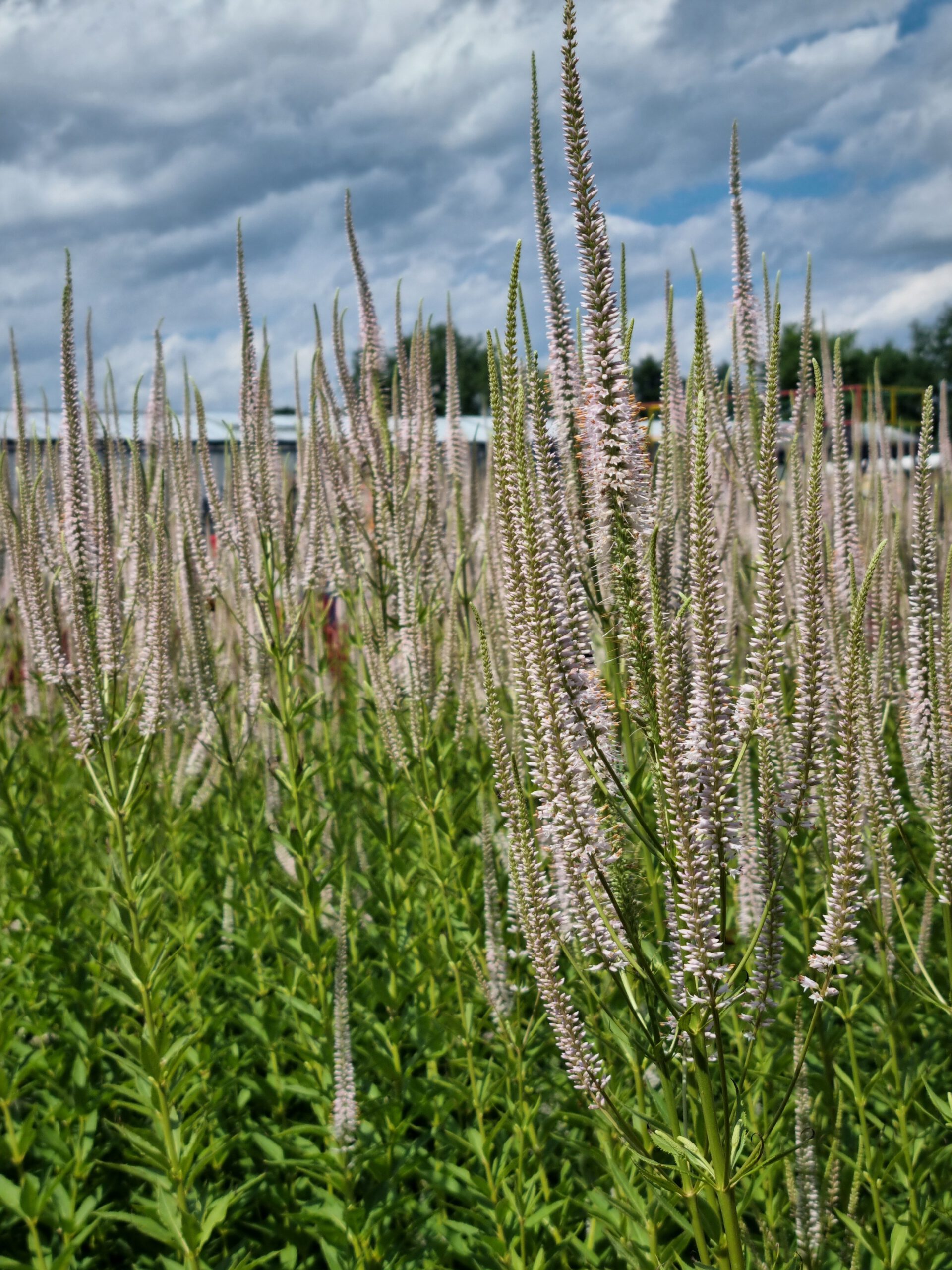 Veronicastrum virginicum 'Roseum' – Ereprijs - Afbeelding 3