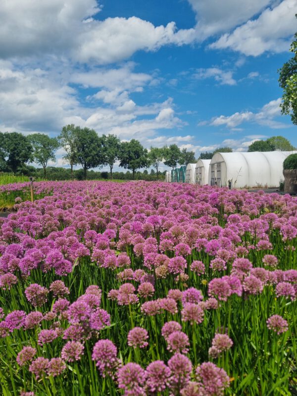 Allium 'Millenium' - Sierui - Afbeelding 4
