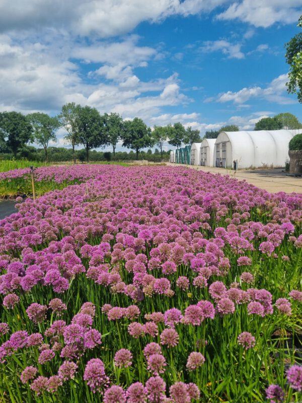 Allium 'Millenium' - Sierui - Afbeelding 2