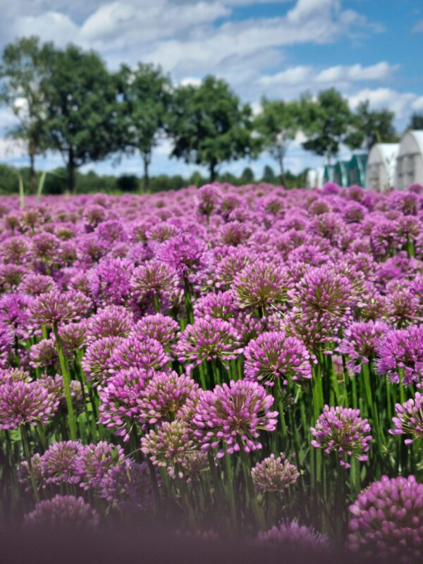 Allium 'Millenium' - Sierui - Afbeelding 3