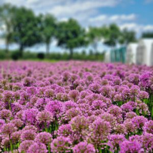 Allium 'Millenium' - Sierui