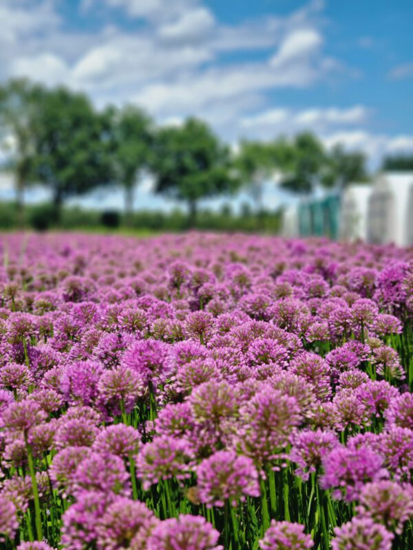 Allium 'Millenium' - Sierui