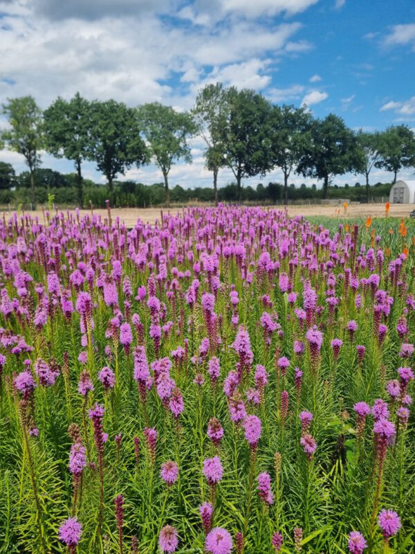 Liatris spicata - Lampenpoetser - Afbeelding 3