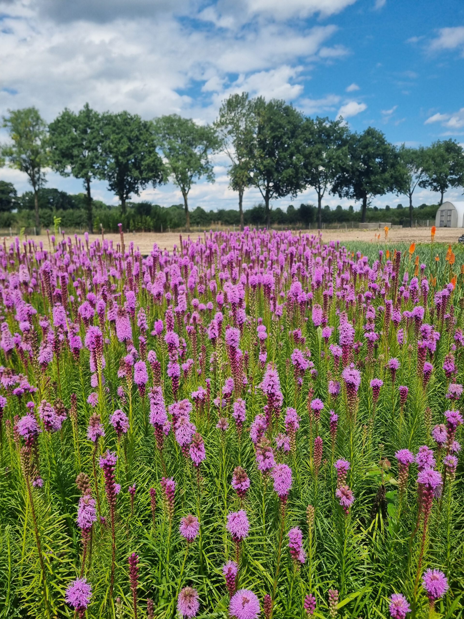 Liatris spicata - Lampenpoetser - Afbeelding 3