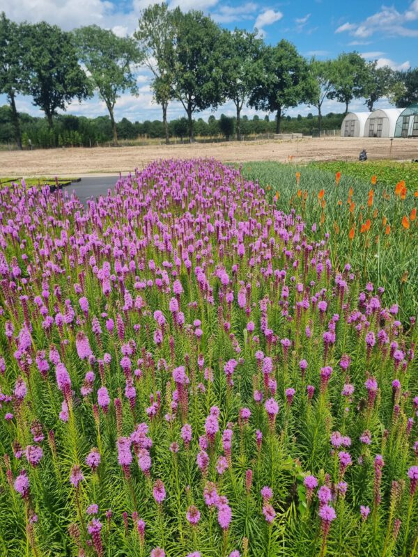 Liatris spicata - Lampenpoetser - Afbeelding 2
