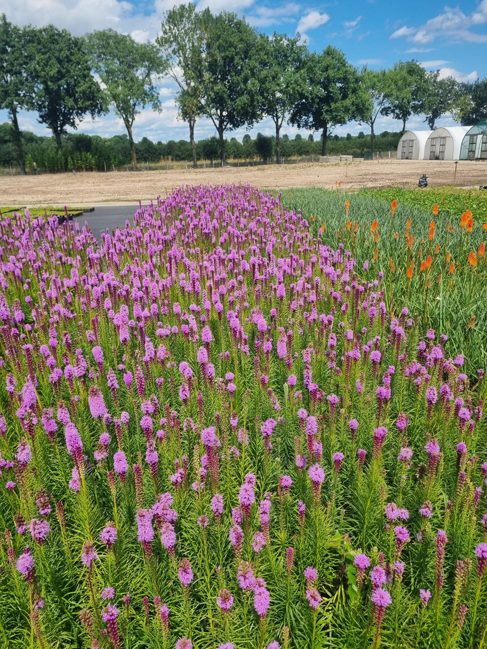 Liatris spicata - Lampenpoetser - Afbeelding 2