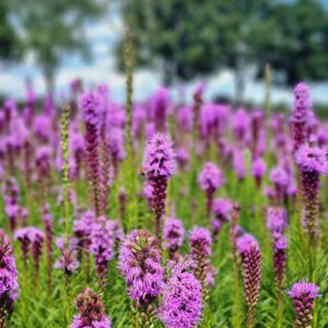 Liatris spicata - Lampenpoetser