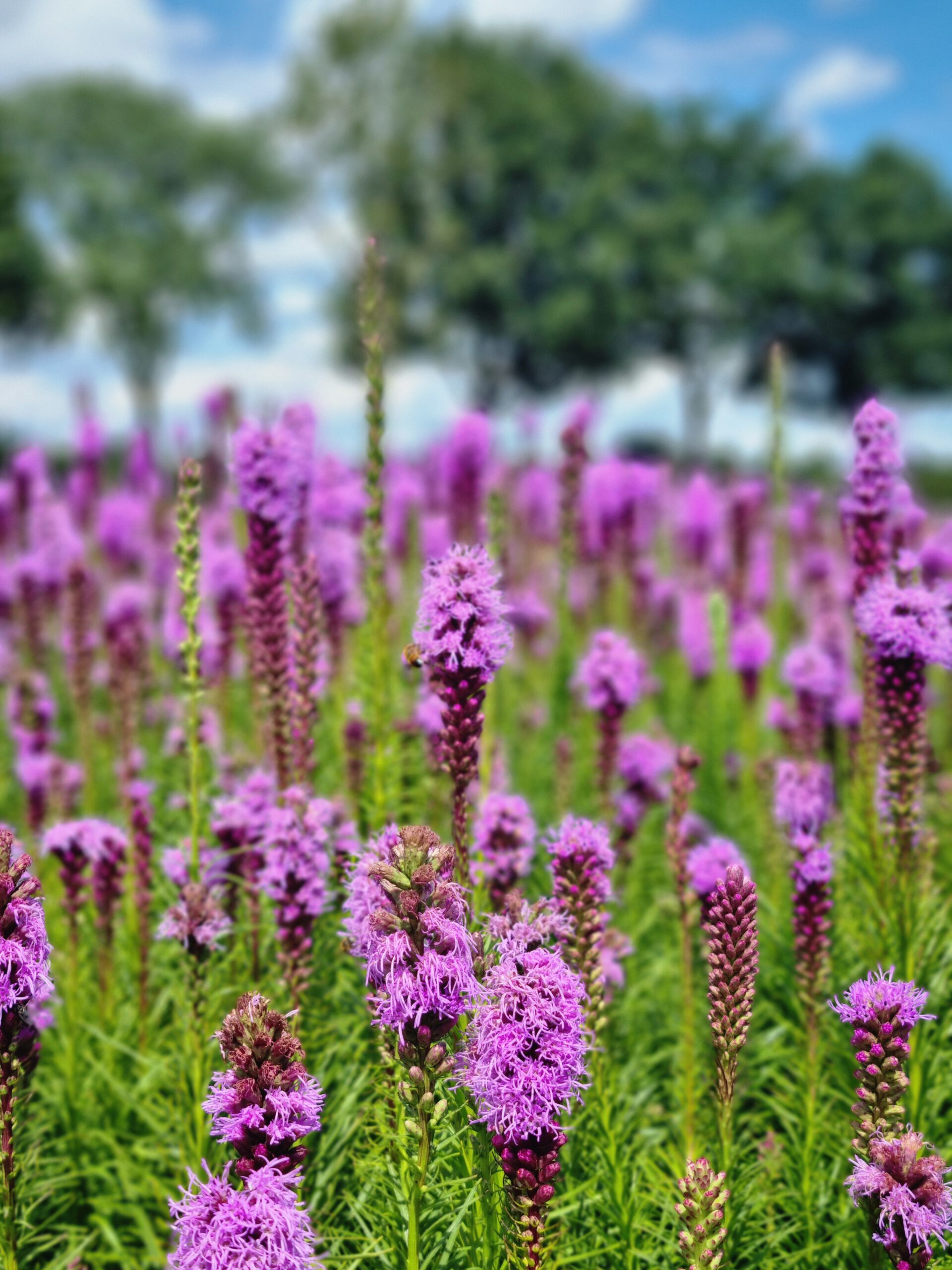 Liatris spicata - Lampenpoetser