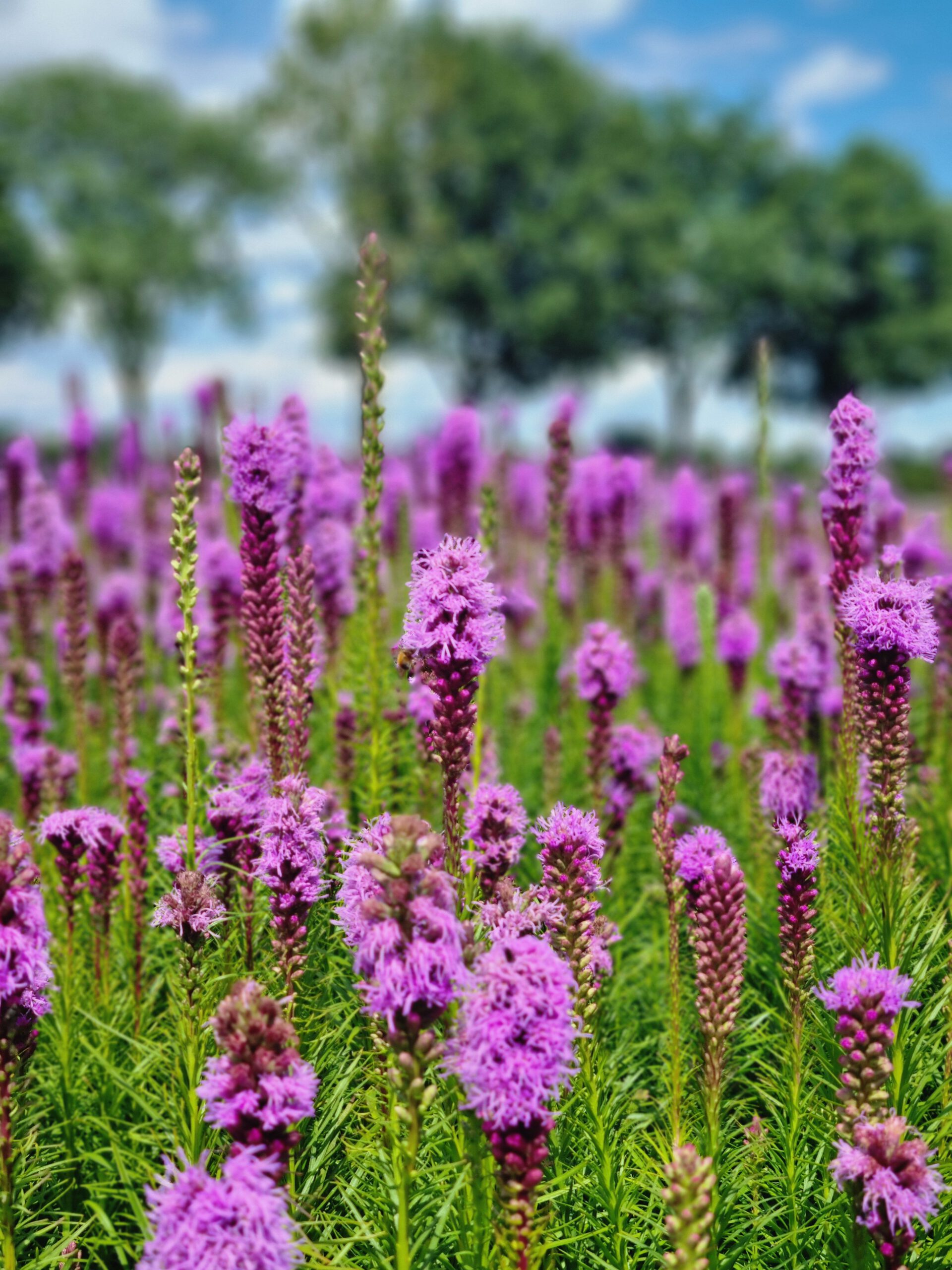 Liatris spicata - Lampenpoetser - Afbeelding 4
