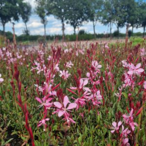 Gaura lindheimeri 'Siskiyou Pink' – Lindheimers prachtkaars