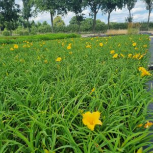 Hemerocallis 'Joan Senior' - Daglelie