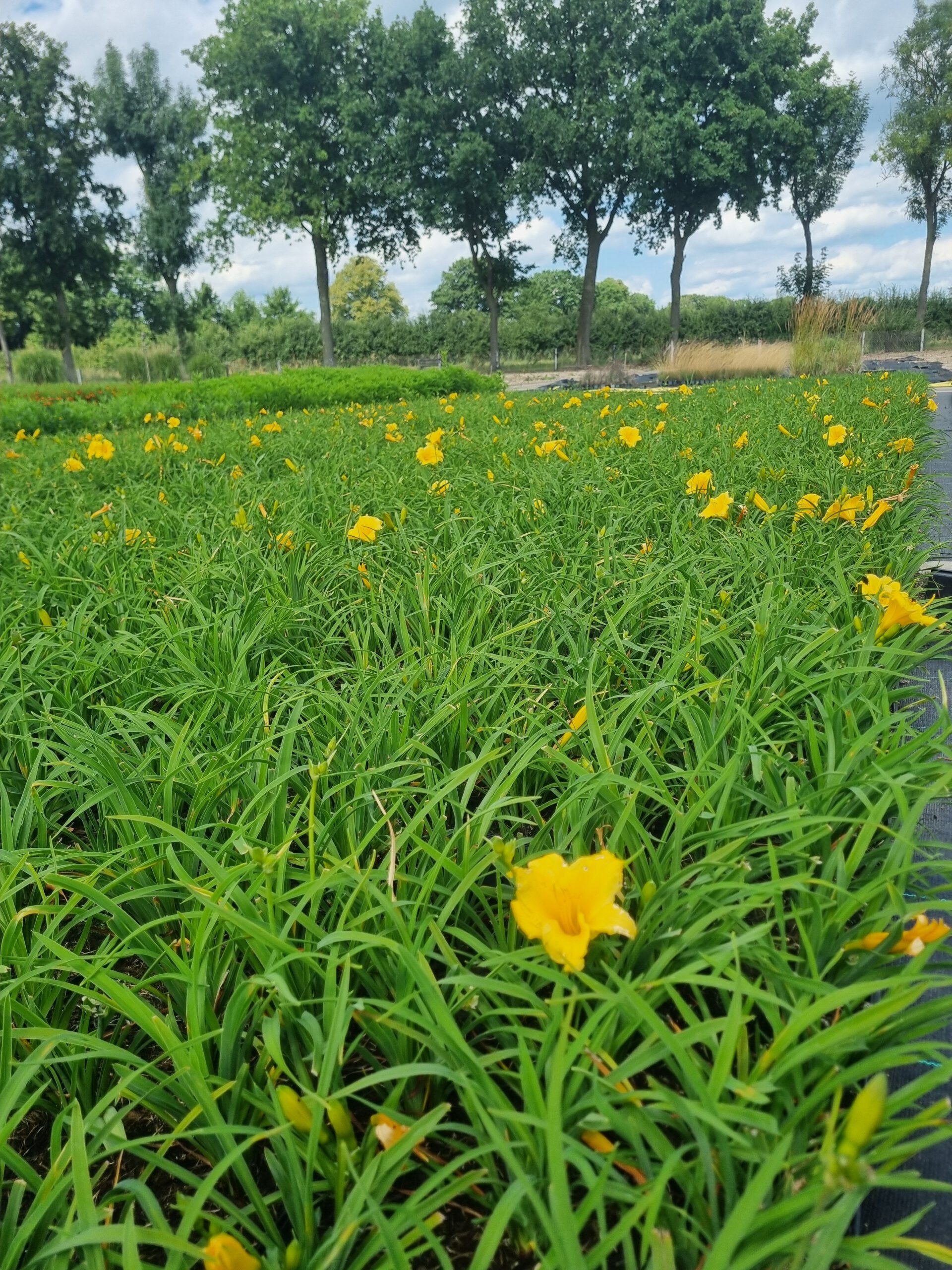 Hemerocallis 'Joan Senior' - Daglelie