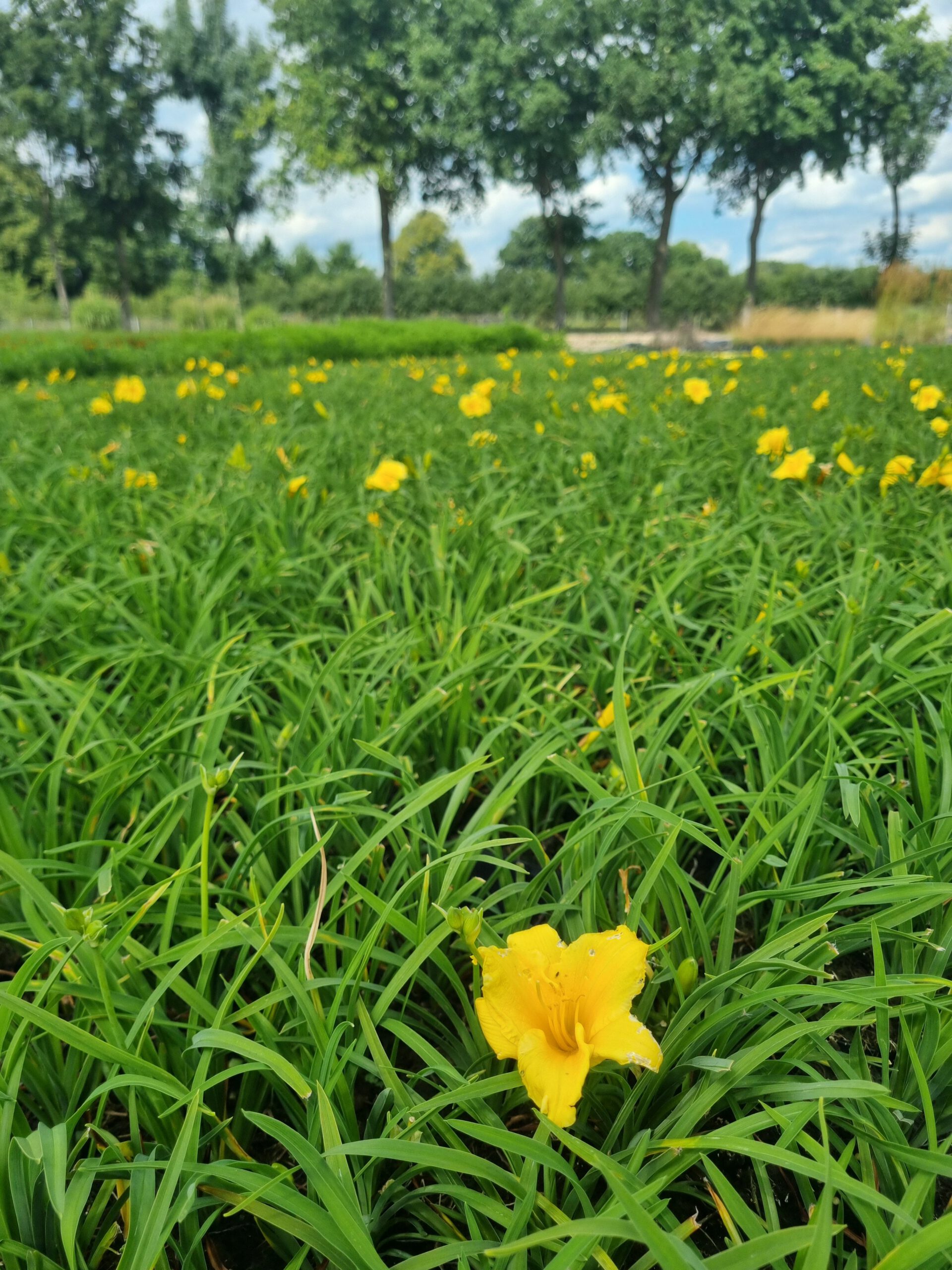Hemerocallis 'Joan Senior' - Daglelie - Afbeelding 2