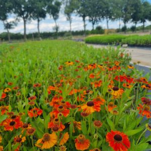 Helenium ‘Sahin's Early Flowerer' - Zonnekruid