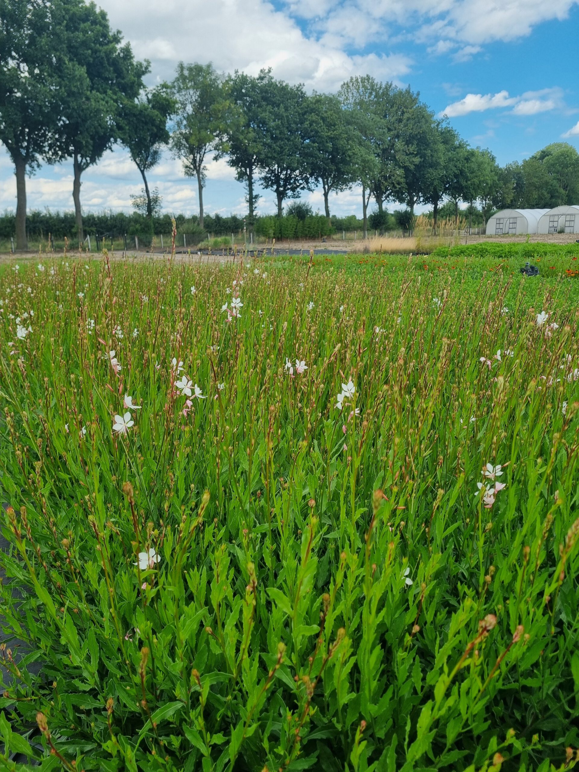 Gaura lindheimeri 'Whirling Butterflies' – Lindheimers prachtkaars - Afbeelding 5