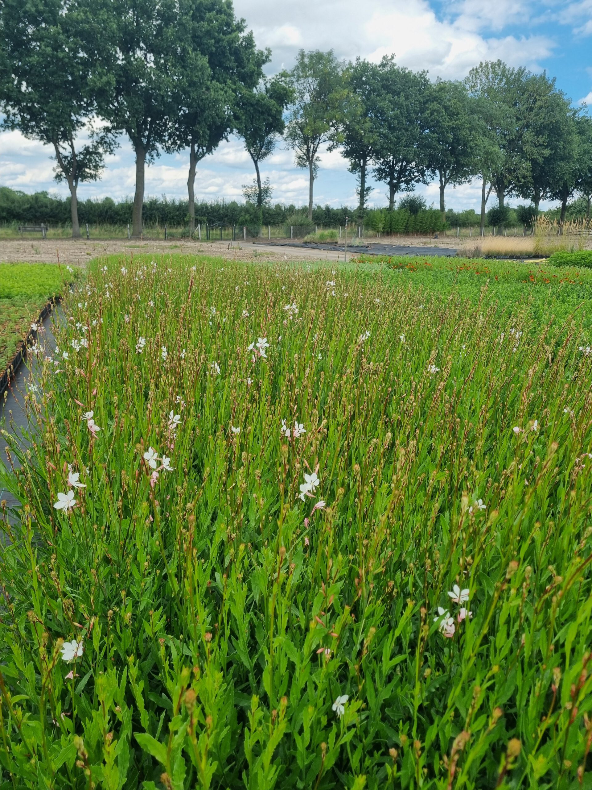 Gaura lindheimeri 'Whirling Butterflies' – Lindheimers prachtkaars - Afbeelding 4